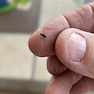 Native Eastern subterranean termite Alate (swarmer)