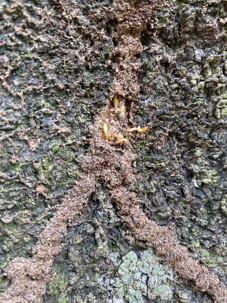 Termites sheltered in trees can spread to your home