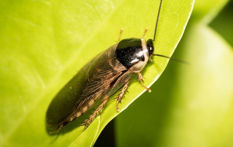 asian cockroach on a leaf