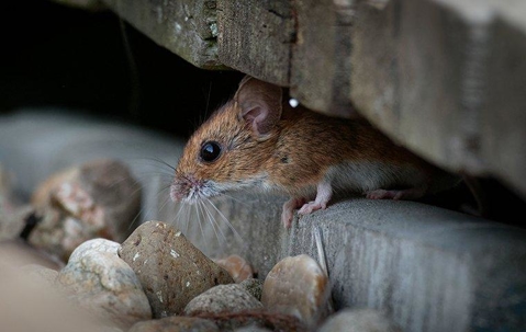 house mouse hiding