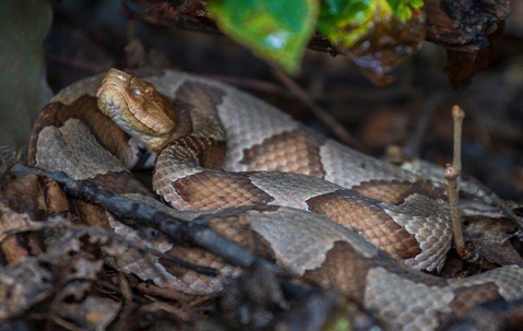 copperhead snake coiled on the ground