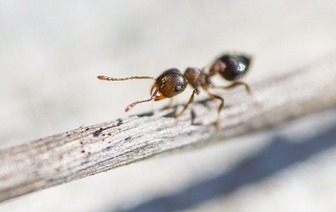 ant crawling on a house plant