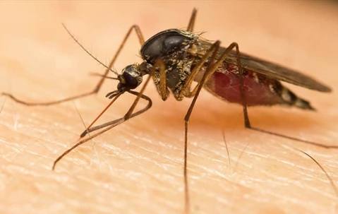 mosquito on a human