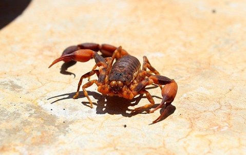 Scorpion on a kitchen floor