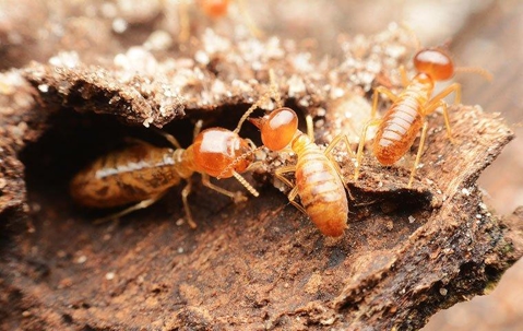 Termites on wood up close