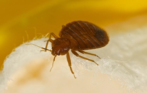 bed bug on a mattress