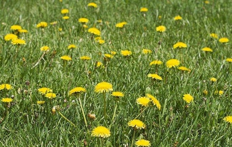 dandelions weeds in a lawn