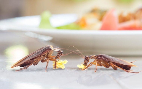 Cockroaches eating food in a kitchen