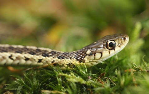 garter snake on moss