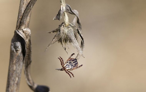 dog tick jumping off a plant