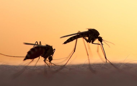 mosquitoes biting skin in the evening sunset