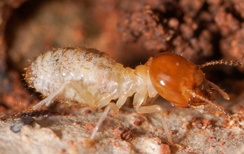 close up of termite