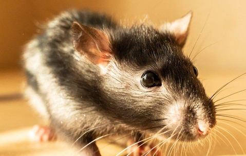 close up of a norway rat