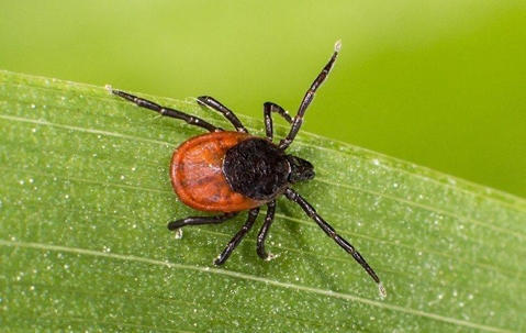 blacklegged dear tick on a leaf