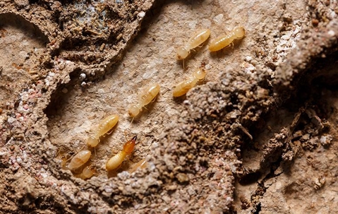 Termites in mud tubes on wood inside a home