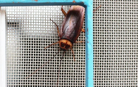 American cockroach on a windor screen