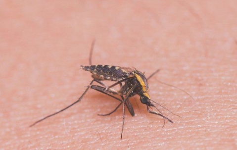 mosquito biting skin tha could spread disease