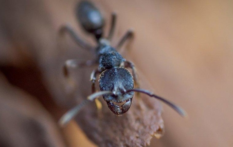 carpenter ant on log