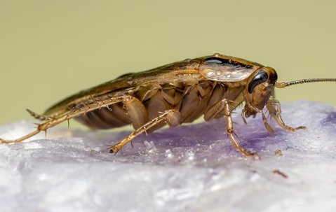 German cockroach in a home