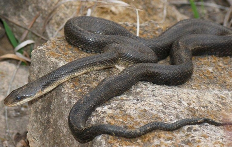 black rat snakes crawling on a rock