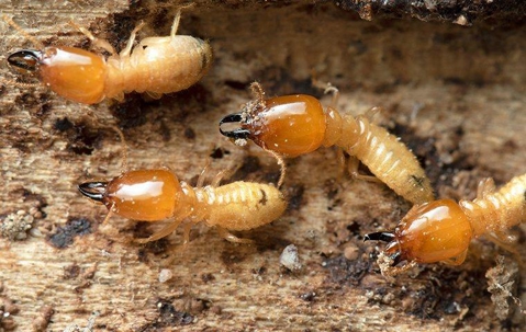 termite group in wood