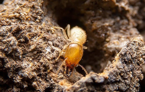 a termite crawling in wood tunnels