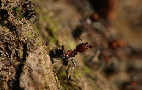 Velvety tree ants
