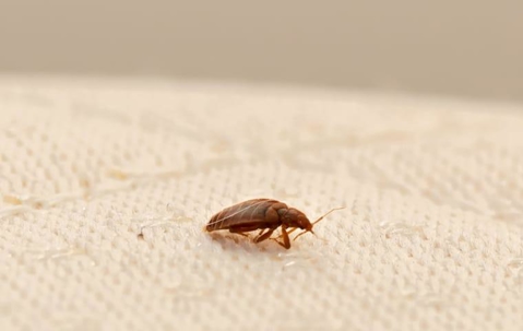bed bug on a mattress