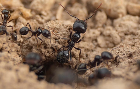 ants coming out of a hole