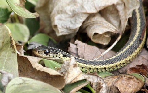 garter snake in grass
