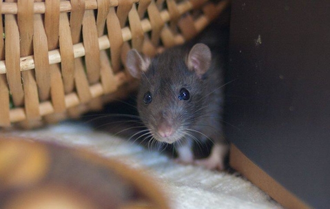 rat crawling in pantry