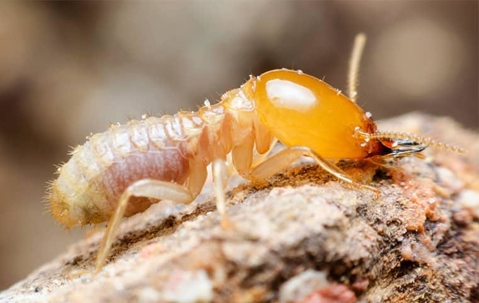 subterranean termite