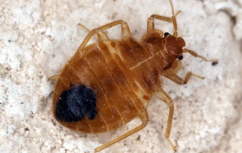 bed bug crawling on mattress infestation