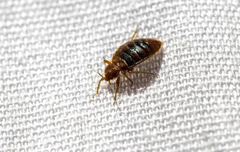 bed bug on a blanket