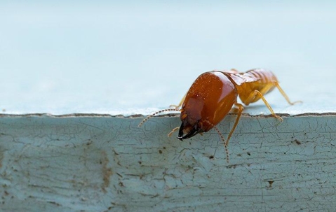 large termite on a painted chipping blue board