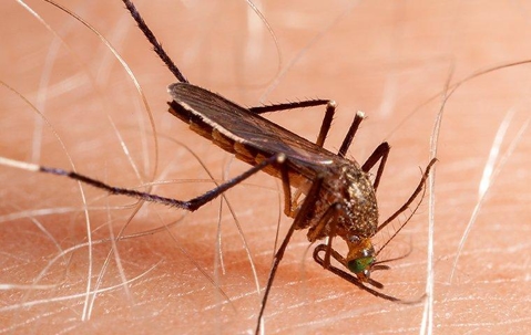 mosquito sucking on blood