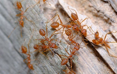 Fire ants swarming on wood