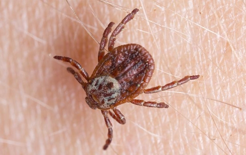dog tick on human