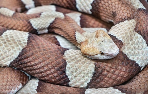 a curled up copperhead