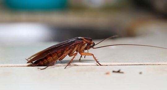Cockroach control in home