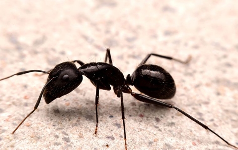 close up of a black ant
