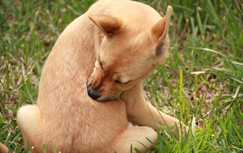 a tan puppy chewing fleas