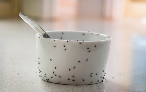 ants on a bowl