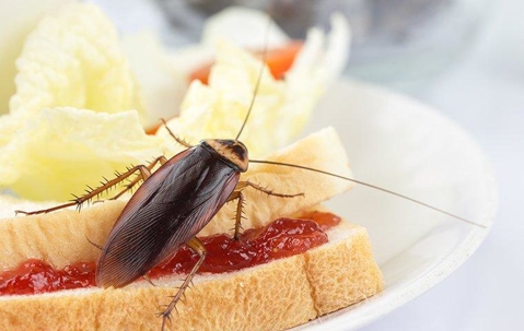 American cockroach crawling on a sandwich