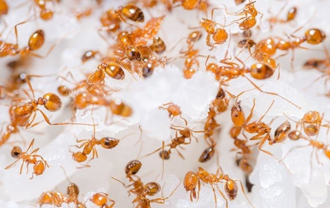 Fire ants crawling on food
