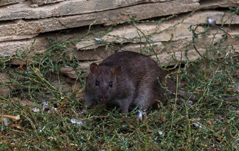 rat near stacked stone wall