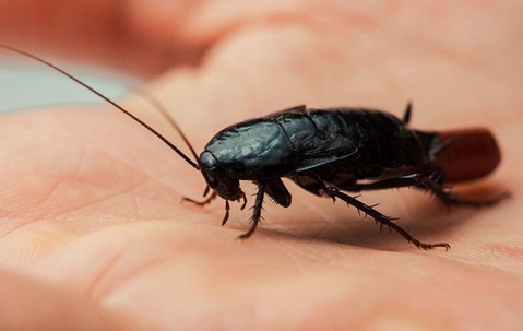 Oriental cockroach in a hand