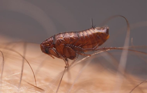 flea up close on skin