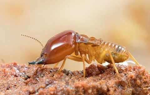 termite crawling in the ground