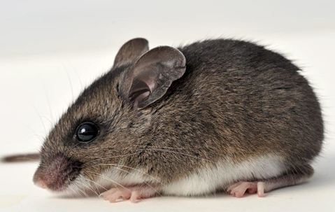deer mouse close up